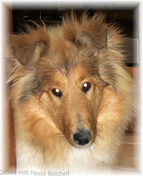 Collie Hündin vom Hause Melchert