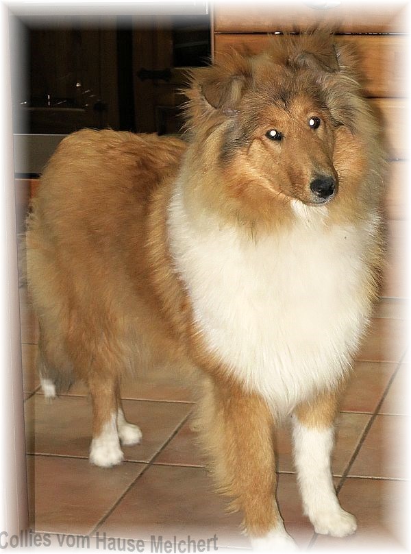 zobelweiße Colliehündin