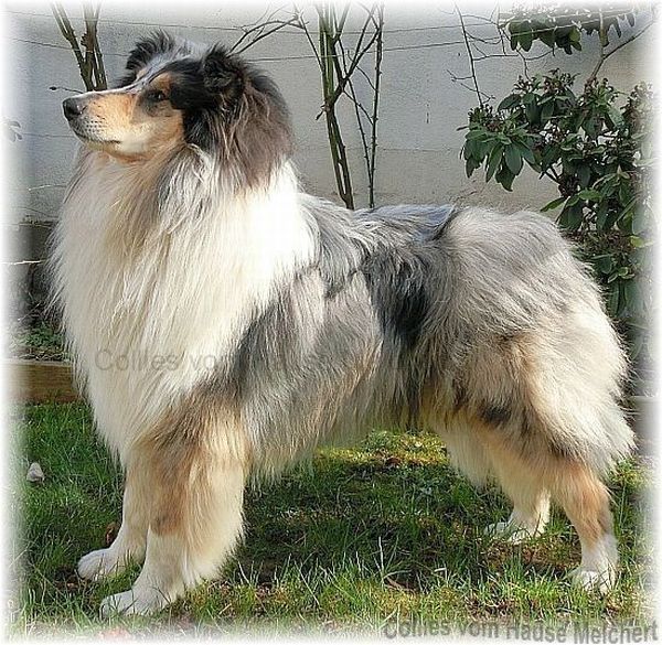 Blue Merle Deckrüde