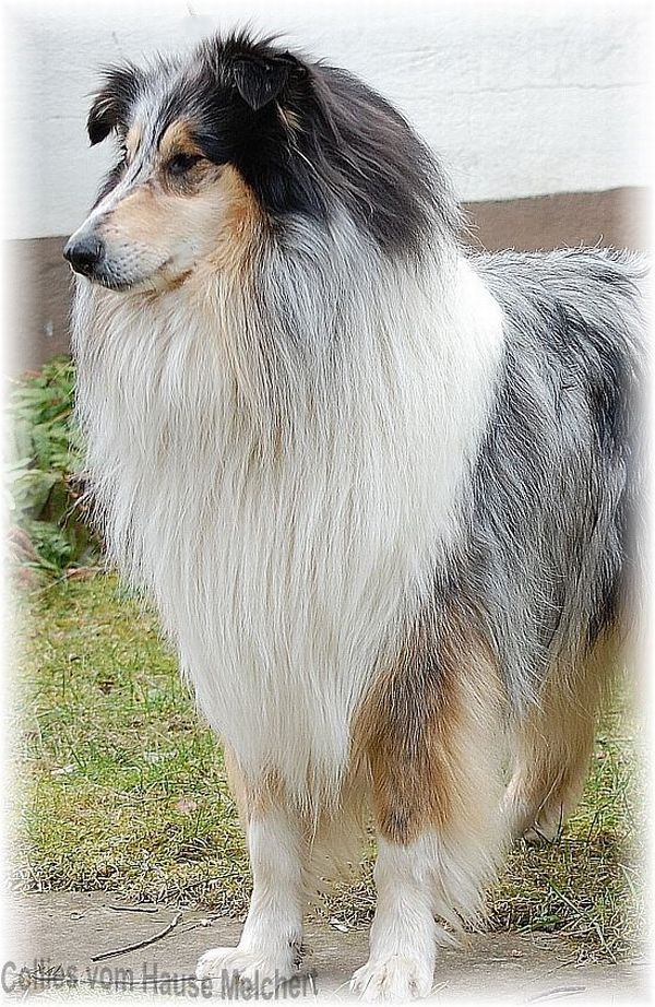 Langhaar Collie Rüde