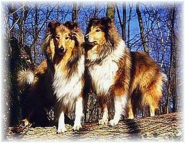 Collies vom Hause Melchert