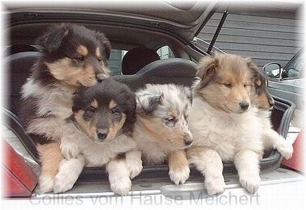 Colliewelpen im Auto