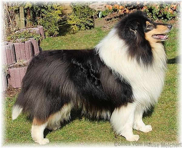 Amerikanischer Collie Züchter, Zuchtrüde