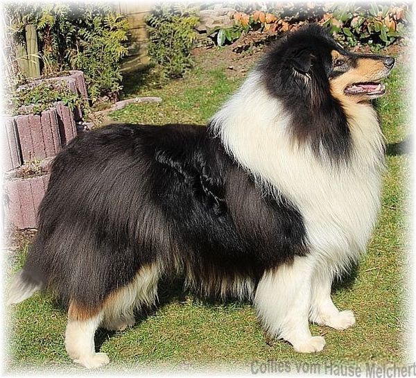 Rough Collie dog