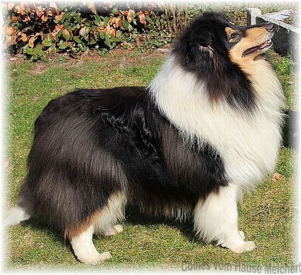 Collie