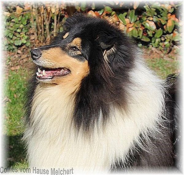 Collie Rüde tricolour