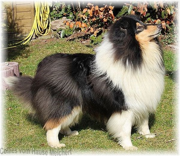 Collie vom Hause Melchert