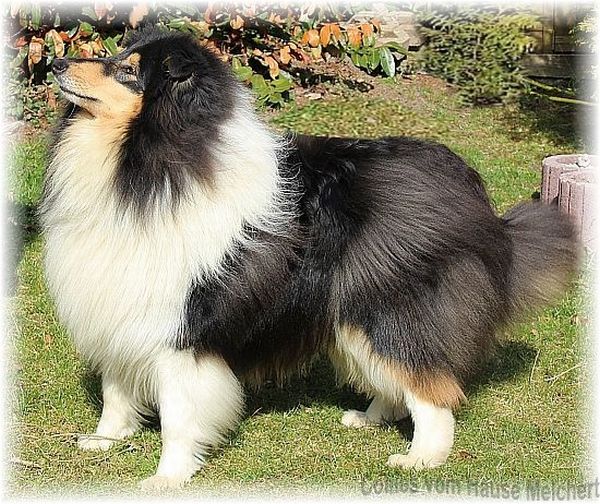Deckrüde Langhaar Collie