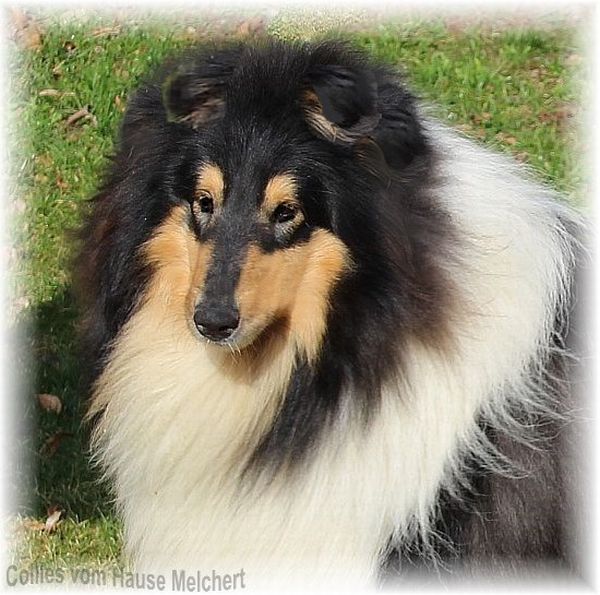 Collie Langhaar Deckrüde