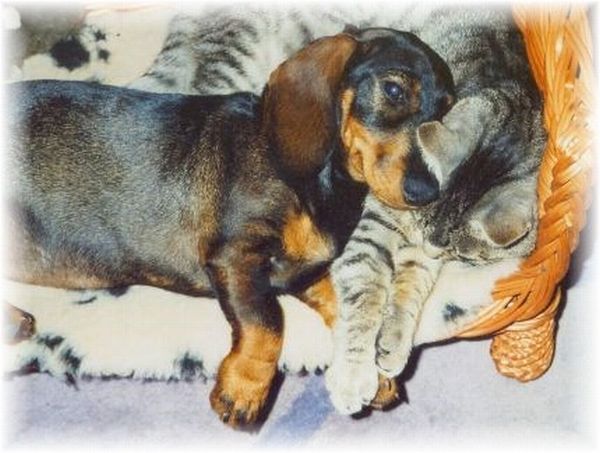 Dackel und Katze