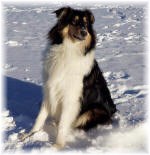 Collie tricolour