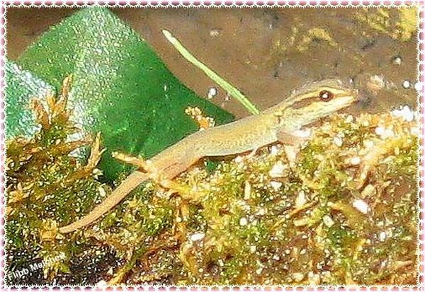 Jungtier Lygodactylus williamsi