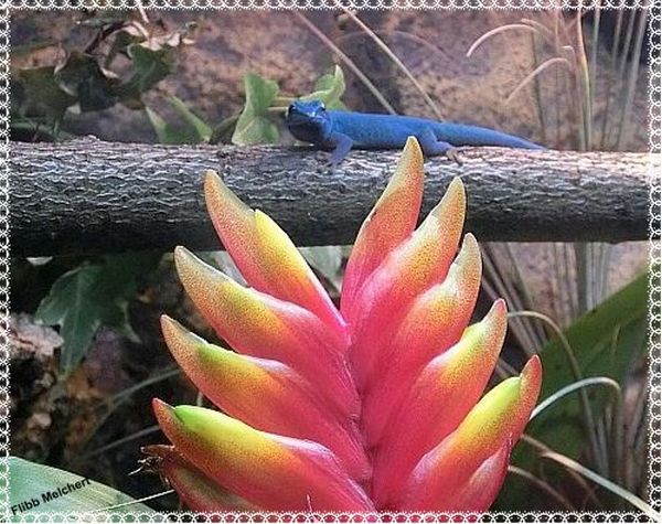 Himmelblauer Zwergtaggecko