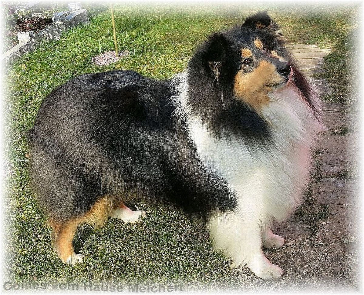 Collie