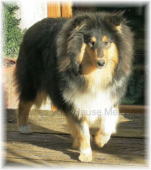 Collie Hündin aus der Colliezucht vom Hause Melchert