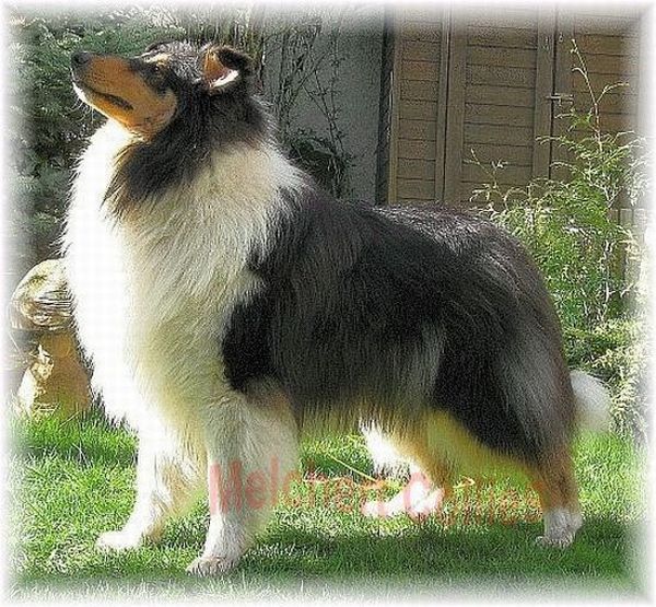 Collierüde tricolour