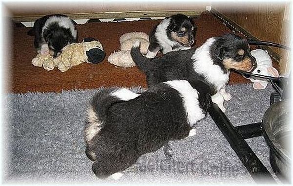 Puppies from Melchert Collies