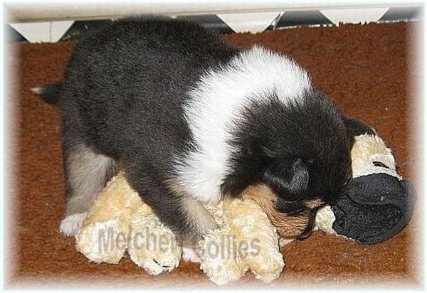 Collie Puppy