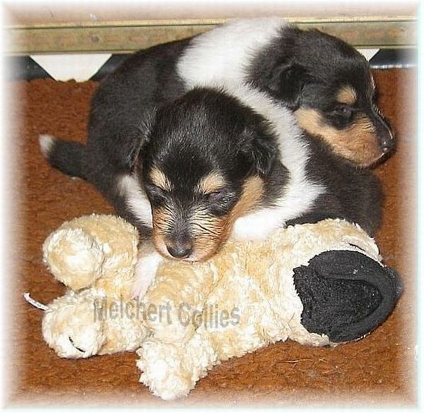 Collie Puppies from Hause Melchert