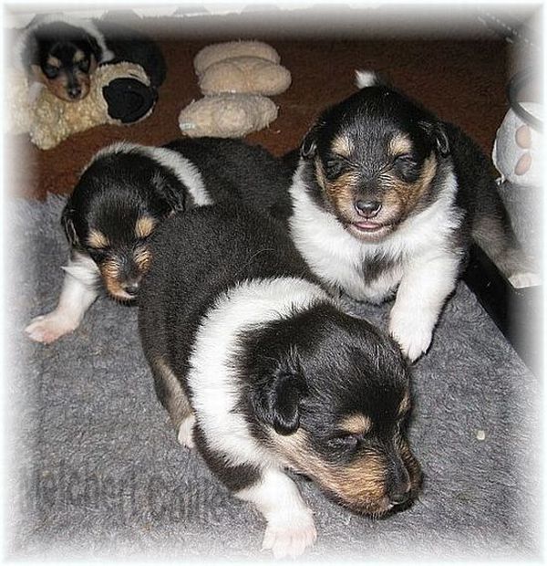 Long haired Collie Puppies