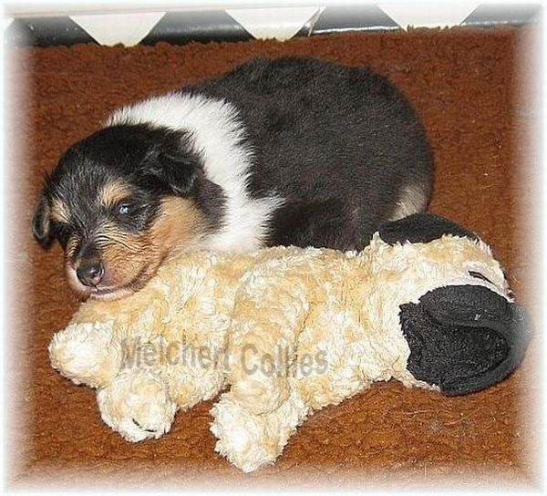 Rough Collie Puppy