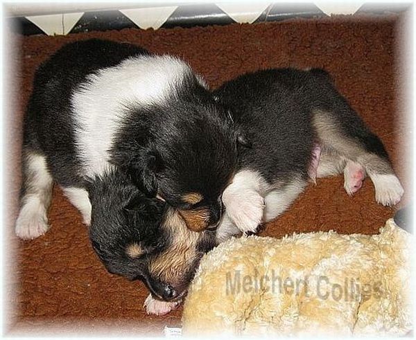 Collie Puppies