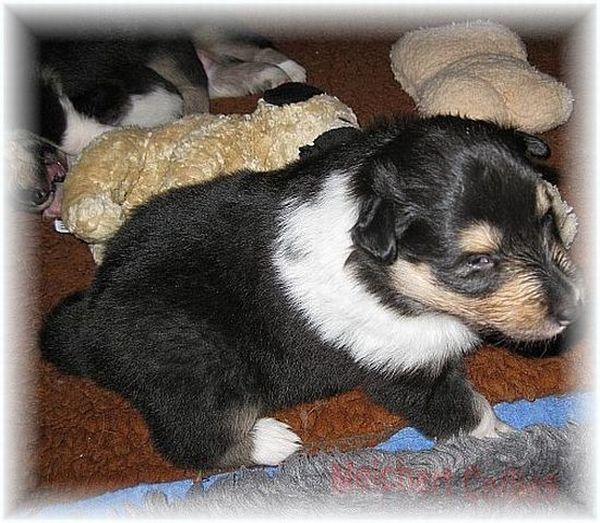 Collie Puppy