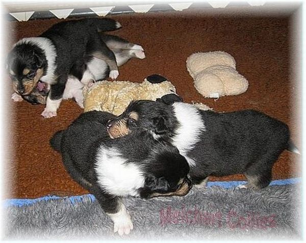Collie Puppies in tricolour