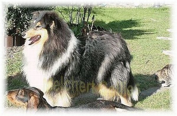 Langhaar Collie