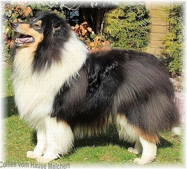 Collie Rüde Hause Melchert
