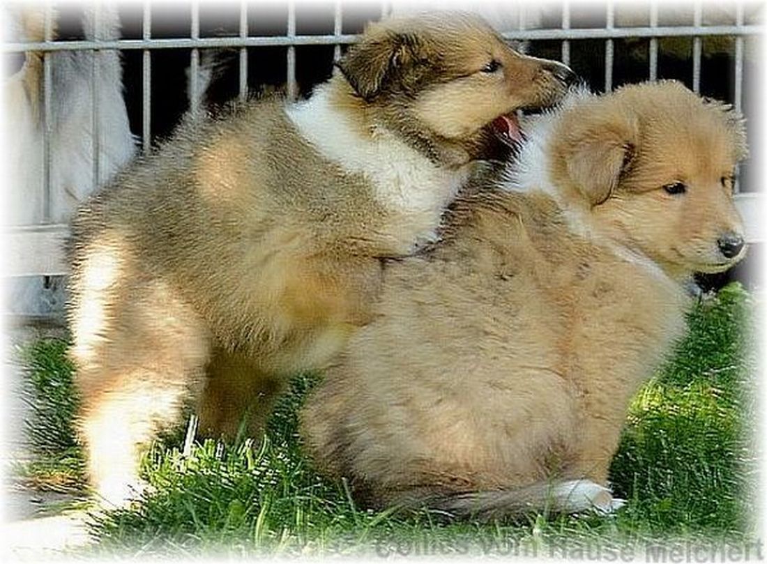 Langhaar Collie Zucht