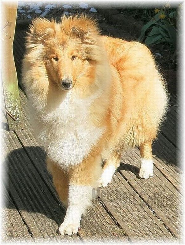 Collie Langhaar vom Hause Merlchert