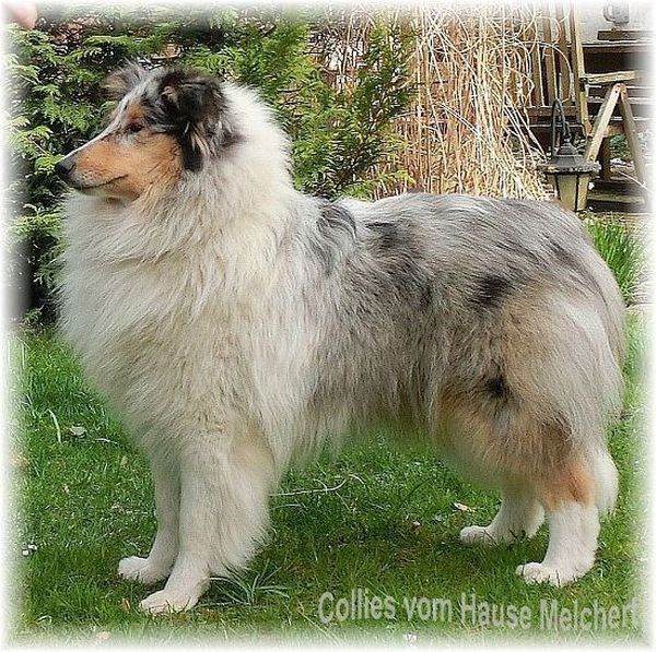 Langhaar Collie vom Hause Melchert