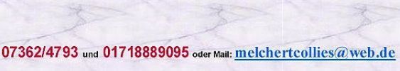 Collie Zucht Melchert