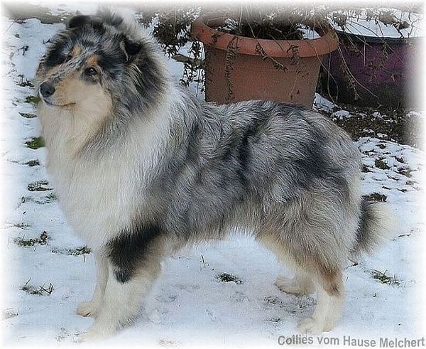 Blue Merle Collie Welpe
