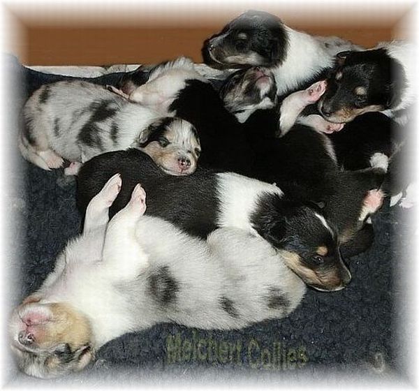 nachwuchs collie