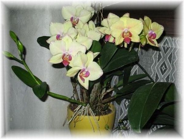 Orchidee 2