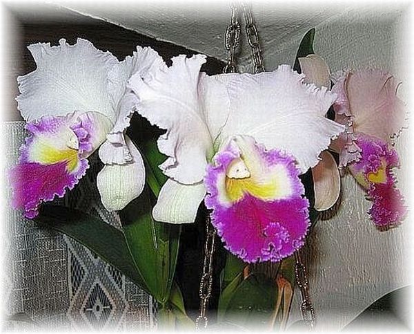 Orchidee 3