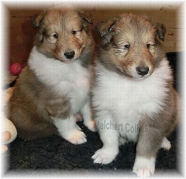 schöne Colliewelpen