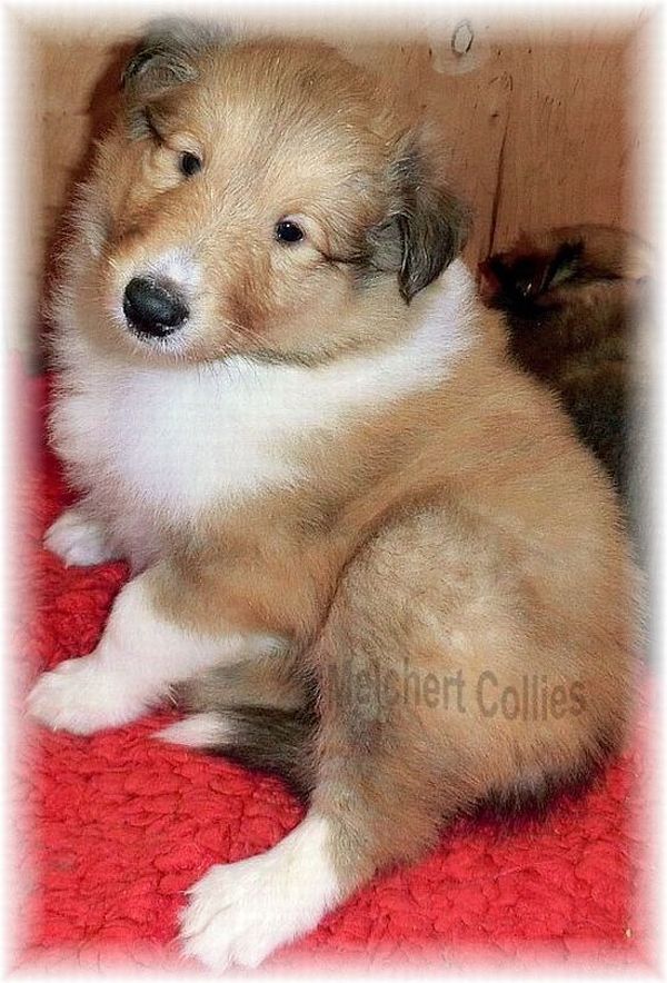 Collies vom Hause Melchert