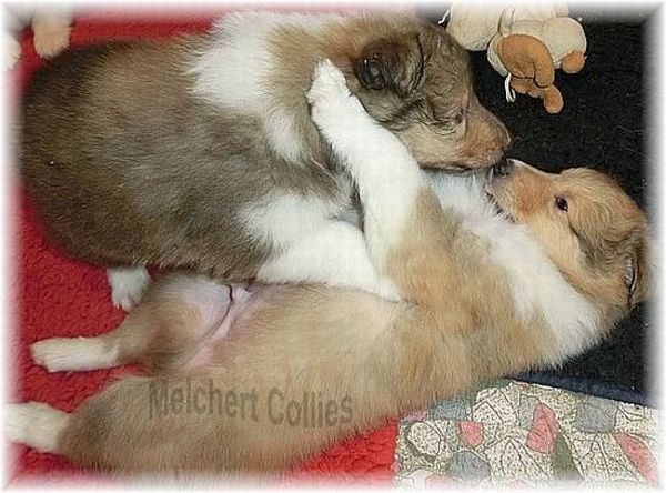 Hundewelpen langhaarig