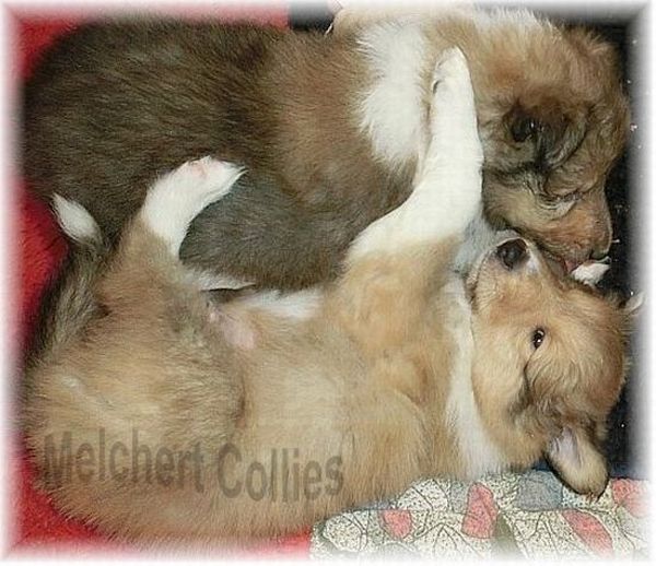 Hübsche Colliewelpen