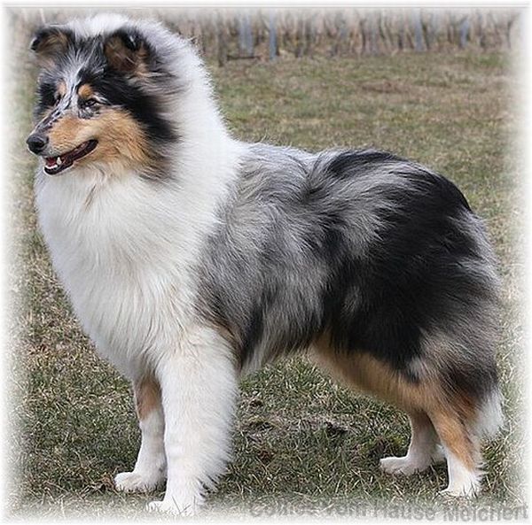 Collierüde Rossavon Moonlight Tango