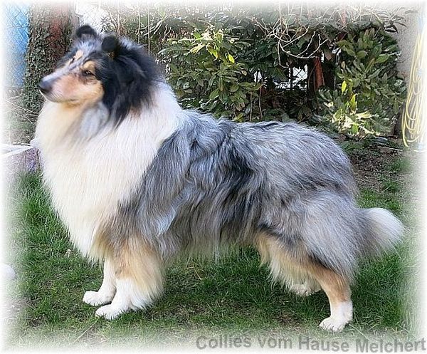 Collie Deckrüde 
