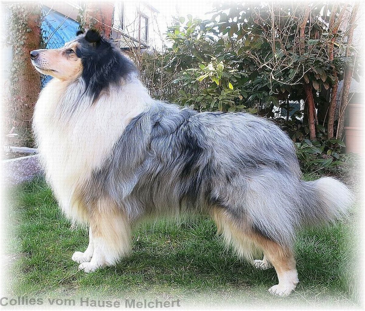 Zucht Rüde Collie Langhaar