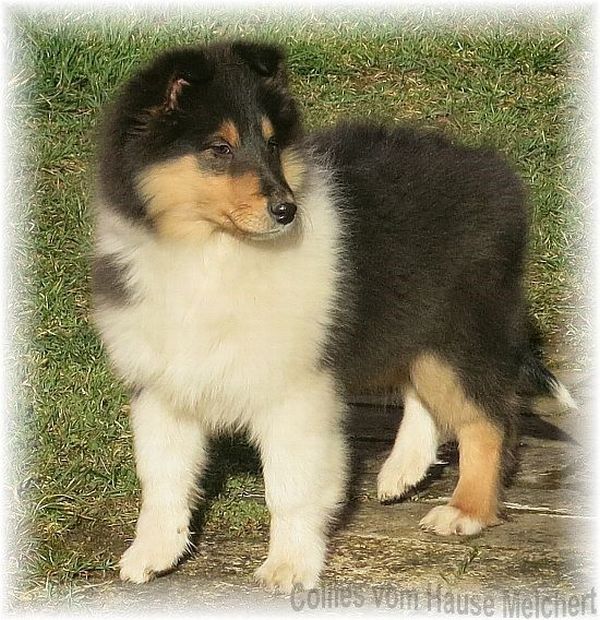 Collierüde in tricolour vom Hause Melchert