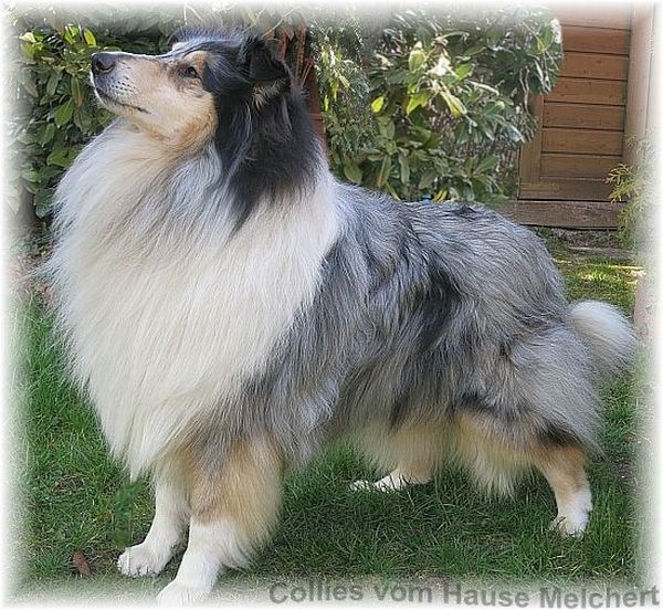 Collie Rüde blue merle