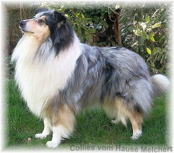 Deckrüde Collie Langhaar