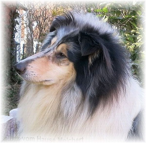 Langhaar Collie blue merle