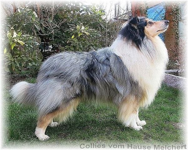 Collie Rüde blue merle, Zuchtrüde